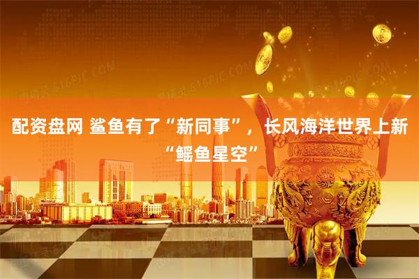配资盘网 鲨鱼有了“新同事”，长风海洋世界上新“鳐鱼星空”
